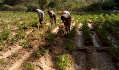 31 अगस्त तक करवा सकते हैं किसान आलू फसल का बीमा - डॉ कुलभूषण धीमान