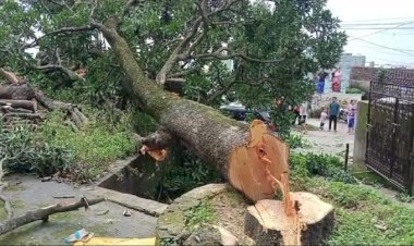 कालीस्थान मन्दिर व रानी बाग़ में हरे भरे पेडों पर चली कुल्हाड़ी, नप प्रशासन ने पुलिस ने कराई में एफ आईआर दर्ज