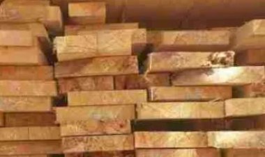 शिमला में विजिलेंस ने देवदार की अवैध लकड़ी बरामद की, मंदिर समिति के सदस्यों के खिलाफ एफआईआर दर्ज