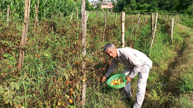 सफलता की कहानी....अपनी पुश्तैनी जमीन पर ‘सोना’ उगा रहे हैं तरसेम चंद