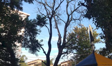 हरे पेडों पर चल रही है आरी, शहर में दर्जनों सूखे पेड़ बने है खतरनाक