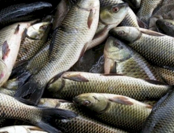 ऐतिहासिक पहलः जलाशय मछलियों के लिए एमएसपी लागू, रॉयल्टी घटाकर 1 प्रतिशत,