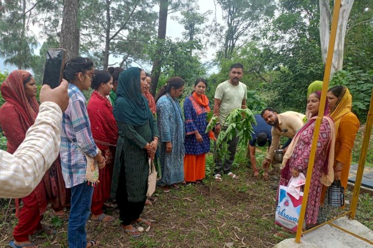 नगर परिषद हमीरपुर और कई पंचायतों ने चलाया सफाई अभियान