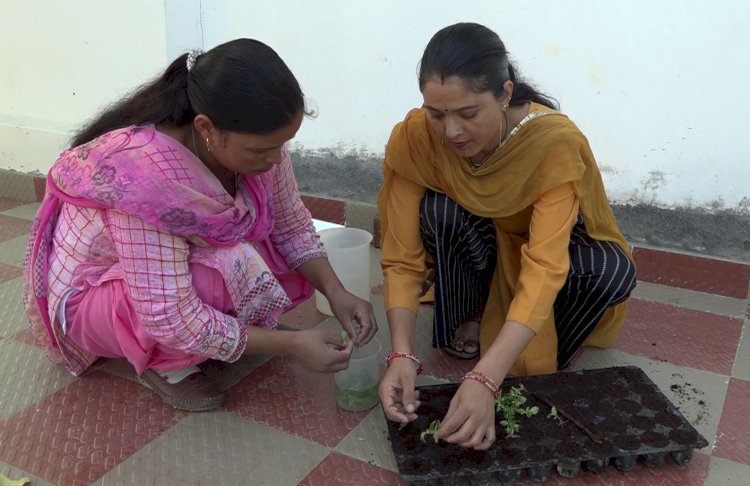 टिशू कल्चर तकनीक से कुल्लू में सेब तथा अन्य  फलदार पौधों  की उन्नत  किस्में पैदा कर रहे देवराज राणा