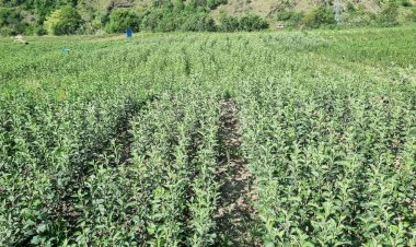 बागवानों के उत्थान एवं विकास के प्रति प्रदेश सरकार निरंतर प्रयासरत