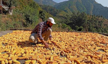 मंडी के 431 किसानों से राज्य सरकार खरीदेगी प्राकृतिक खेती से तैयार 65 मिट्रिक टन मक्की