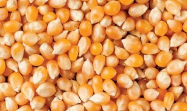 मंडी जिला में मक्की खरीद का कार्य 25 अक्तूबर से