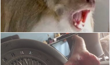 उत्पाती बन्दर ने अचानक किया हमला, शख़्स को किया लहूलुहान, लगे 9 टांके