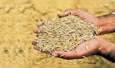 धौला कुआं तथा एपीएमसी मार्केट यार्ड पांवटा साहिब में न्यूनतम समर्थन मूल्य पर हो रहा धान का क्रय-जिला खाद्य नियंत्रक