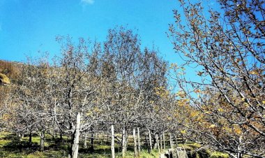 हिमाचल प्रदेश में फलों का उत्पादन 6 लाख मीट्रिक टन के पार, प्रदेश की अर्थव्यवस्था में बागवानी क्षेत्र का 4476 करोड़ रुपये का योगदान