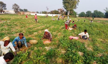 ऊना में आलू की बंपर फसल से किसानों की पौबारह