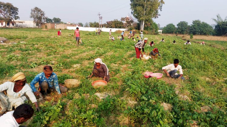 ऊना में आलू की बंपर फसल से किसानों की पौबारह