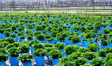 बागवानों के लिए वरदान साबित होगी एचपी शिवा परियोजना