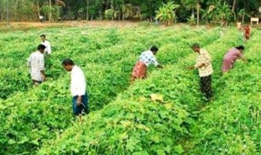 3,592 पंचायतों में 1.98 लाख किसान 35 हजार हेक्टेयर भूमि में प्राकृतिक खेती से उगा रहे विविध फसलें