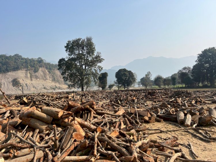 धर्मपुर में प्रतिबंधित लकड़ी का कटान तो हुआ है, प्रक्रिया को तोड़ा गया कोई नियम नहीं देखा गया : सत्ती