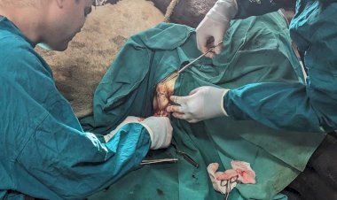 पशु चिकित्सालय ललड़ी की बड़ी उपलब्धि,  7 किलोग्राम के जटिल मूत्रमार्गीय ट्यूमर का ऑपरेशन कर पशु को दिया नया जीवन