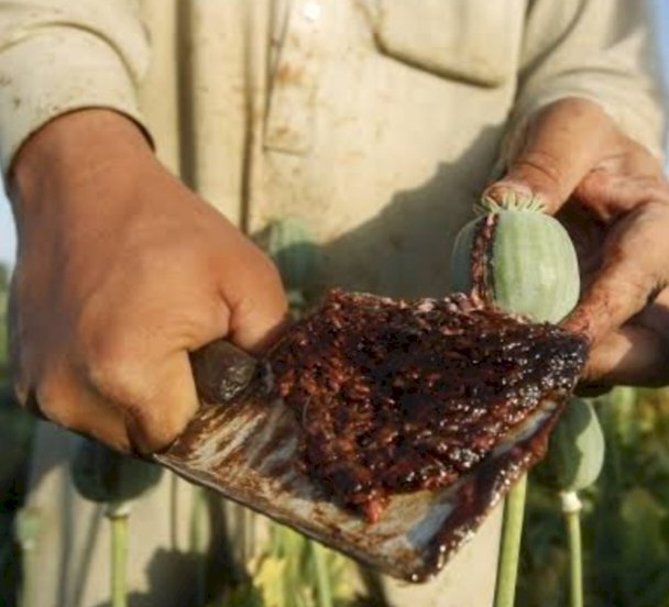 1.35 किलोग्राम अफीम बरामद, पुलिस ने आरोपी धरा