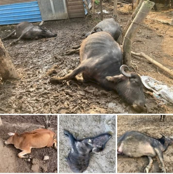 हरिपुर खोल पंचायत में बिजली की हाई वोल्टेज तार टुटने के बाद करंट लगने से कई भैंसों की हुई मौत