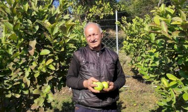 एचपीशिवा परियोजना गांव जोल में लाई अमरूद की बहार, पौधारोपण के बाद शुरुआती दौर में ही होने लगी है बंपर पैदावार