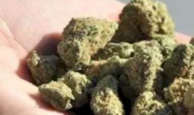 कालाअम्ब में चाय की दुकान से  पकड़ा 129 ग्राम गांजा, मालिक हिरासत में