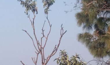 विला राउन्ड के जंगल से हरे भरे पेडों पर चल रही है कुल्हाड़ी...नप प्रशासन मूक दर्शक बना