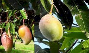 मौसमी बदलाव से फलदार फसलों का करें बचाव