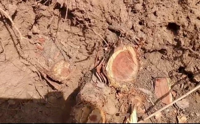 हाई कोर्ट ने सरकार से जवाब तलब किया: त्रिलोक पुर रेंज में 5000 हजार पेड़ों को टिकाने लगाने का मामला