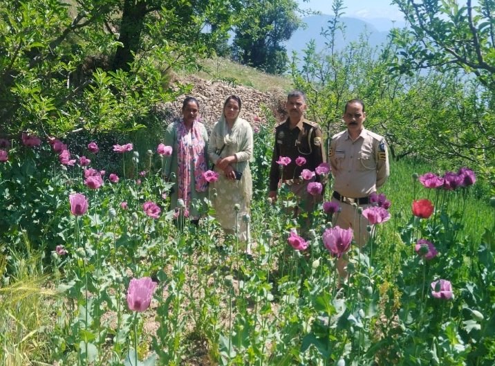 हिमाचल में यहां :अवैध अफीम की खेती का भंडाफोड़ , 17,000 पौधे नष्ट किये, 3 आरोपी धरे..