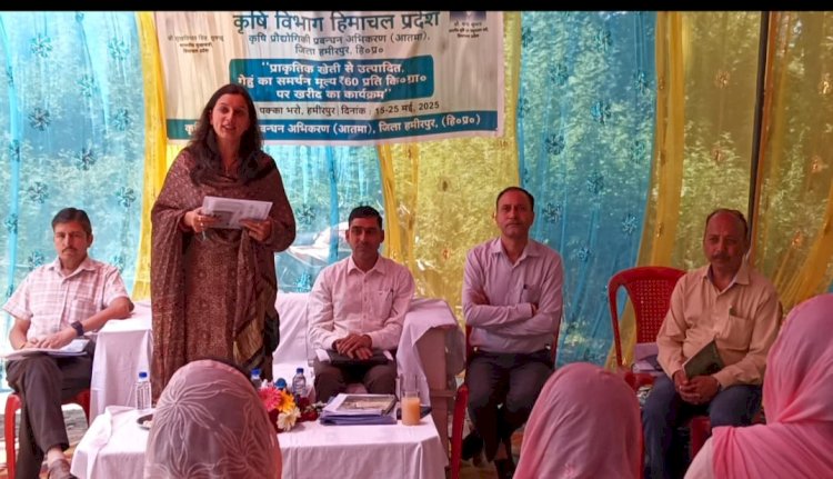हमीरपुर में पहले दिन 69 किसानों से खरीदी प्राकृतिक खेती से तैयार गेहूं
