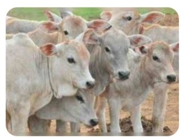 बेसहारा गौवंश की देखभाल को मिला सहारा. चारा अनुदान राशि 1200 रुपये करने का निर्णय