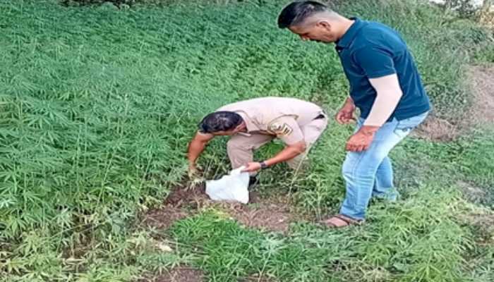 श्री रेणुका जी में पुलिस ने नष्ट किये 1020 भांग के पौधे