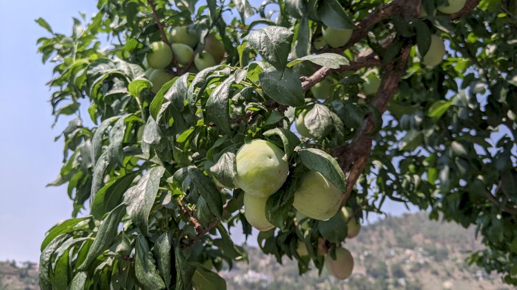 सफलता की कहानी......एचपी शिवा परियोजना से बदली खगराओं गांव के किसानों की तकदीर....बागवानों को 195 रूपए प्रति किलो तक मिले प्लम के दाम