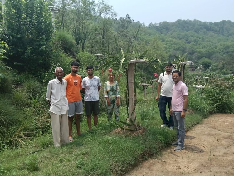 74 की उम्र में नवाचार की खेती, बंगाणा के रोशन लाल ने रची आत्मनिर्भरता की कहानी