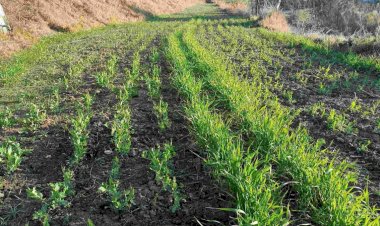 15 दिसम्बर तक करवा ले गेहूं व जौ की फसलों का बीमा - राजकुमार