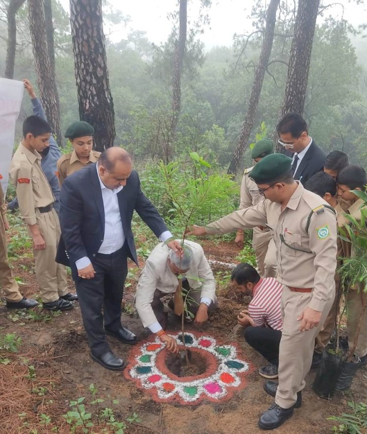 विधिक सेवा प्राधिकरण जिला कांगड़ा द्वारा किया गया पौधारोपण