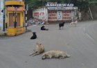 यहां कुत्तों का आंतक:3 महीने में 450 लोगों को काट डाला..मेडिकल कॉलेज नाहन में 450 डॉग बाइट के मामले हुए रिकॉर्ड, 10 बिल्लियों ने भी काटा...