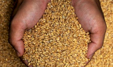 प्राकृतिक खेती के किसानों के लिए ऊना में विशेष कार्यक्रम, 14 अगस्त को वितरित होगा गेहूं का एमएसपी