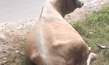 गो सदन के सामने जख्मी बैल मिला : 1962 हेल्पलाइन पर मिला जवाब आपके पास कुछ बंदे है तभी होगी शिकायत दर्ज...