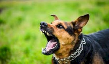 सुजानपुर में आवारा कुत्तों का आतंक, 1 दिन में आधा दर्जन लोग बने शिकार