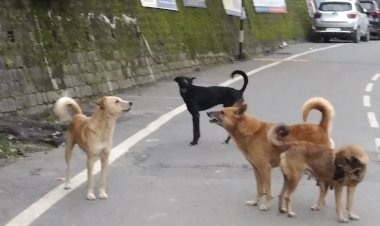 3 महीने में नगर परिषद को बनाना होगा डॉग शैल्टर: एसडीएम अदालत का आया फैसला....