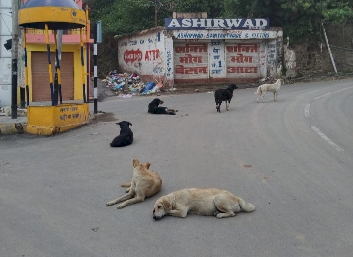 यहां कुत्तों का आंतक:3 महीने में 450 लोगों को काट डाला..मेडिकल कॉलेज नाहन में 450 डॉग बाइट के मामले हुए रिकॉर्ड, 10 बिल्लियों ने भी काटा...