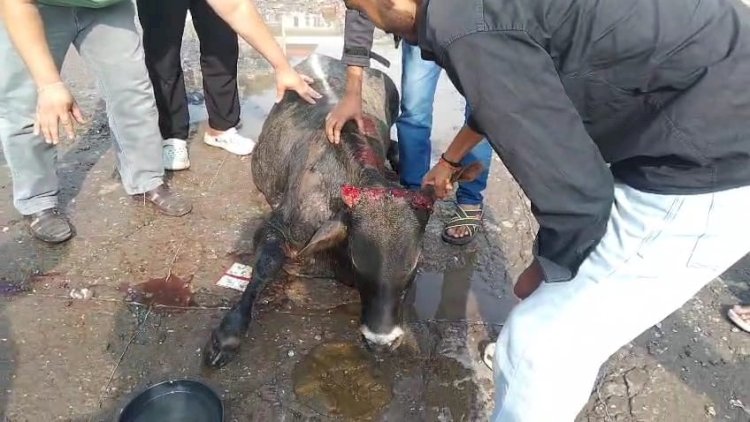 नाहन बस स्टैंड में बस के कुचले जाने से गौवंश की मौत, लोगों ने उठाई कार्रवाई की मांग