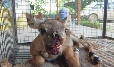 अद्भुत प्लास्टिक सर्जरी से बचाई गई जंगली सांभर की जान