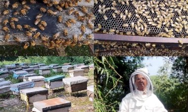 जिला कांगड़ा में मधुमक्खी पालन बना ग्रामीण अर्थव्यवस्था की नई राह