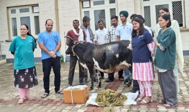 जोनल पशु चिकित्सालय बरनोह में गर्भवती गाय का हुआ सफलतापूर्वक ऑप्रेशन, पेट से  निकाला 28 किलो प्लास्टिक सहित 41 कीलें