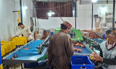 सेब बहुल क्षेत्रों में तुड़ान व ढुलाई कार्य जारी, सवा पांच लाख से अधिक सेब कार्टन मंडियों को भेजे