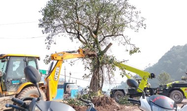 ब्रह्मपुखर का पवित्र पीपल वृक्ष सफलतापूर्वक किया गया स्थानांतरित