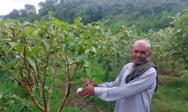 बंजर ज़मीन पर लहलहाई अमरूद की बगिया, 65 वर्षीय किसान अजमेर सिंह की मेहनत ने बदली तस्वीर