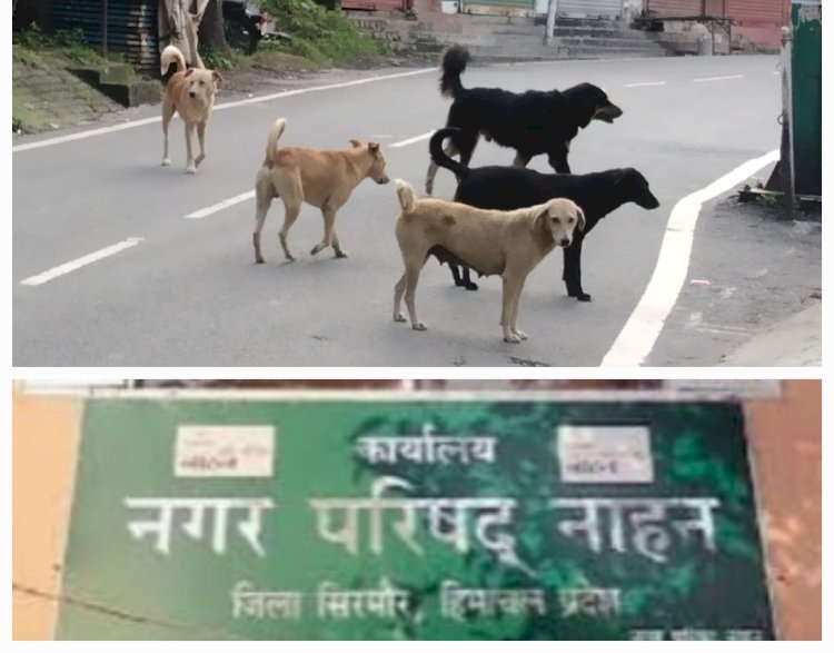 नाहन: एसडीएम अदालत के आदेशों की अनुपालना को लेकर नगर परिषद हरकत में आई,नोटिस जारी.सुंदर बाग़ कॉलोनी के घर मे रखे कुत्तों को हटाने का मामला