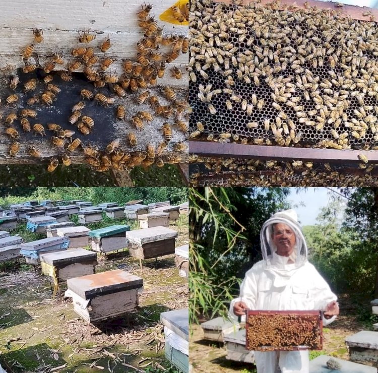 जिला कांगड़ा में मधुमक्खी पालन बना ग्रामीण अर्थव्यवस्था की नई राह